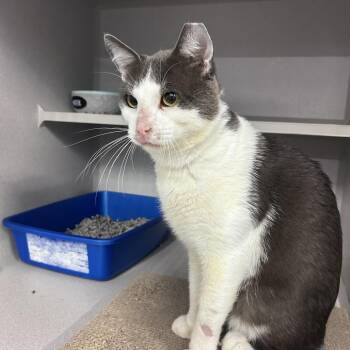 Big Mouse -  Domestic Short Hair Cat for Adoption in Lakewood, California - Big Mouse | PetCurious