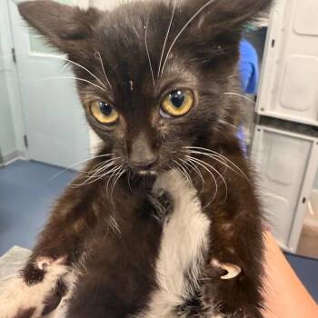 Gloves -  Domestic Short Hair Cat for Adoption in Greensboro, North Carolina - Gloves | PetCurious