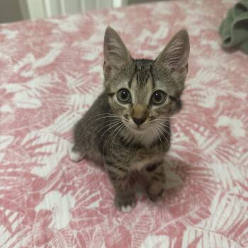 Gravy -  Domestic Short Hair and Abyssinian Cat for Adoption in Boca Raton, Florida - Gravy | PetCurious