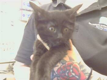 Domestic Short Hair Cats Available for Adoption in Sacramento, California - DARLINKA | PetCurious
