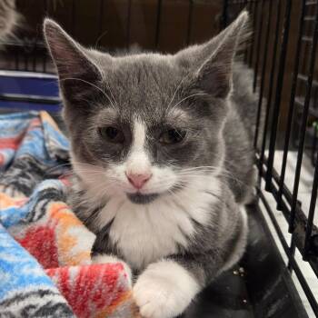 Gob -  Domestic Short Hair Cat for Adoption in Cincinnati, Ohio - Gob | PetCurious