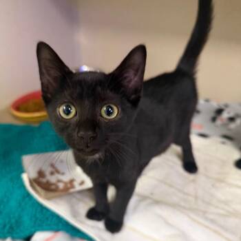 Gatsby(Runt) -  Domestic Short Hair Cat for Adoption in Wantagh, New York - Gatsby(Runt) | PetCurious