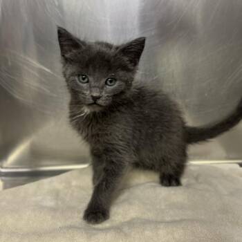 Mushroom -  Domestic Short Hair Cat for Adoption in Palm Springs, California - Mushroom | PetCurious