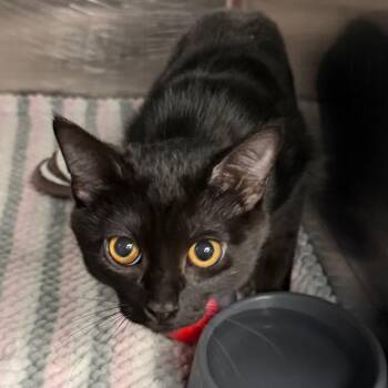 Tootsie -  Domestic Short Hair Cat for Adoption in Belleville, Illinois - Tootsie | PetCurious