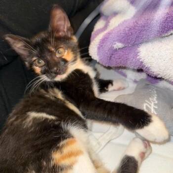 Domestic Short Hair Cats Available for Adoption - Sadie | PetCurious