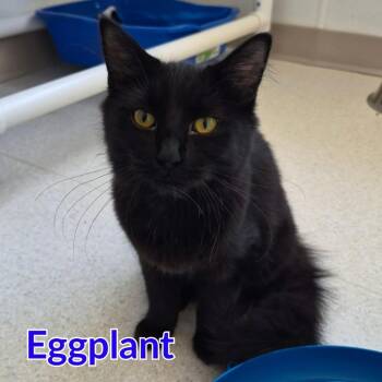 Eggplant -  Domestic Long Hair Cat for Adoption in North Saint Paul, Minnesota - Eggplant | PetCurious