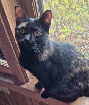 Idaho -  Domestic Short Hair Cat for Adoption in Hamilton, Michigan - Idaho | PetCurious