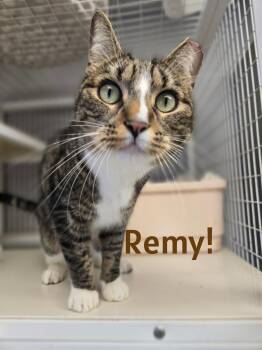 Remy -  Domestic Short Hair Cat for Adoption in Milford, Connecticut - Remy | PetCurious