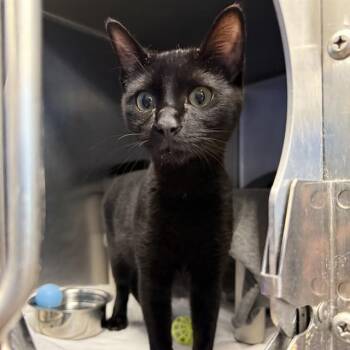 SAILOR -  Domestic Short Hair Cat for Adoption in Las Vegas, Nevada - SAILOR | PetCurious
