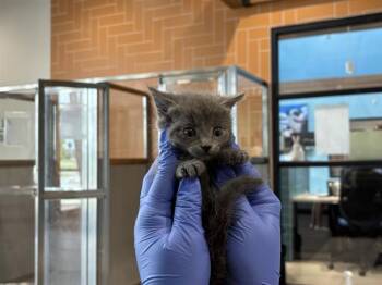 Domestic Short Hair Cats Available for Adoption in Rowlett, Texas - SIMON | PetCurious