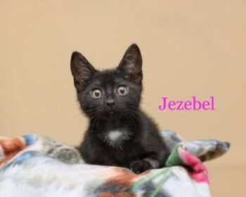 Jezebel -  Domestic Short Hair Cat for Adoption in Parma, Ohio - Jezebel | PetCurious