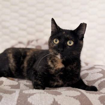 Domestic Short Hair Cats Available for Adoption in Riverwoods, Illinois - Cinnabun | PetCurious