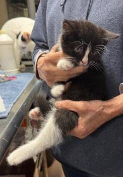 Max -  Domestic Medium Hair Cat for Adoption in Apollo, Pennsylvania - Max | PetCurious