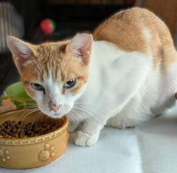 Rescue Domestic Short Hair Cats for Adoption in Hamilton, Ontario - Rosie | PetCurious