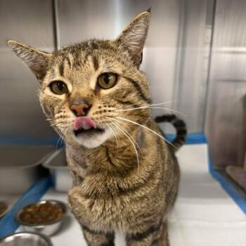 Franklin -  Domestic Short Hair Cat Available for Adoption in Murray, Utah - Franklin | PetCurious