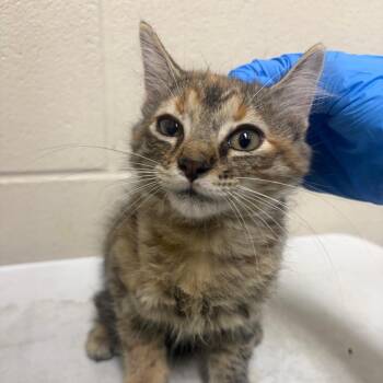 Myrtle -  Domestic Short Hair Cat for Adoption in Milton, Florida - Myrtle | PetCurious