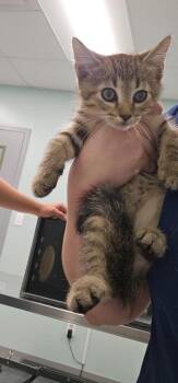 Sprite -  Domestic Short Hair Cat for Adoption in Athens, Tennessee - Sprite | PetCurious