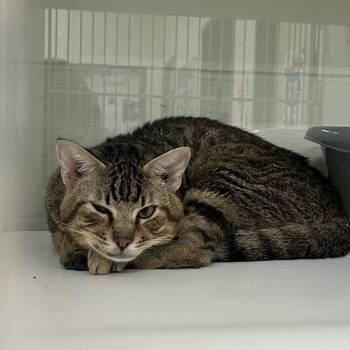 Domestic Short Hair Cats Available for Adoption - Syrup | PetCurious