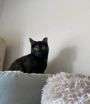 Rescue Domestic Short Hair Cats for Adoption in Hamilton, Ontario - Esme | PetCurious