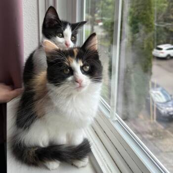 Jojo -  Domestic Short Hair Cat for Adoption in Washougal, Washington - Jojo | PetCurious