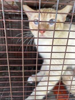 Domestic Short Hair Cats Available for Adoption in Houston, Texas - A656002 | PetCurious