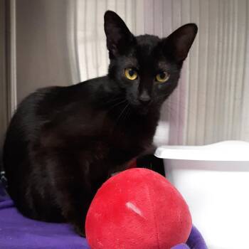JiJi -  Domestic Short Hair Cat for Adoption in Spokane, Washington - JiJi | PetCurious