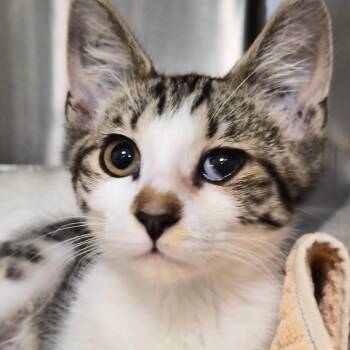 Mason -  Domestic Short Hair Cat for Adoption in Bentonville, Arkansas - Mason | PetCurious