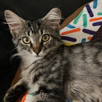 Rescue Domestic Medium Hair Cats for Adoption in Davis, California - Chardonnay | PetCurious