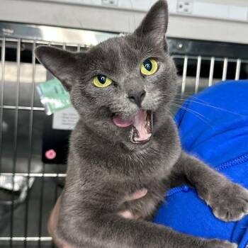 Graycie -  Domestic Short Hair Cat for Adoption in Matteson, Illinois - Graycie | PetCurious