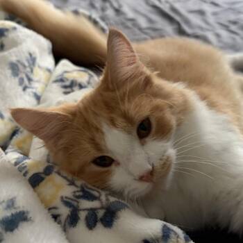 Jeff -  Domestic Medium Hair Cat for Adoption in Waynesboro, Pennsylvania - Jeff | PetCurious