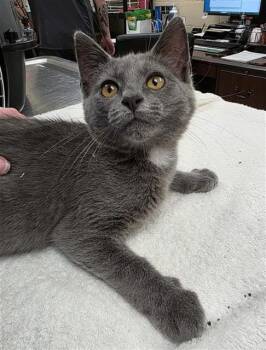 ANTHONY -  Domestic Short Hair Cat for Adoption in Aliquippa, Pennsylvania - ANTHONY | PetCurious