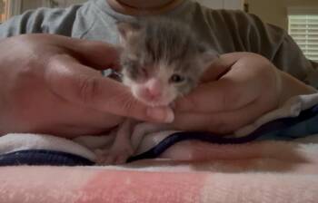 Noodle -  Tabby Cat for Adoption in San Antonio, Texas - Noodle | PetCurious