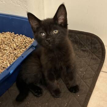 Boom w/ Bada -  Domestic Short Hair Cat for Adoption in Flagstaff, Arizona - Boom W/ Bada | PetCurious