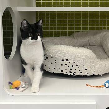 Domestic Short Hair Cats Available for Adoption - Bluey INDOOR ONLY  | PetCurious