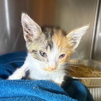 IVHS-Stray-142607 -  Domestic Short Hair Cat for Adoption in San Gabriel, California - IVHS-Stray-142607 | PetCurious