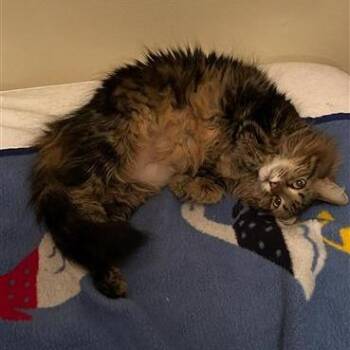 Simone -  Domestic Long Hair Cat for Adoption in Freeport, Florida - Simone | PetCurious