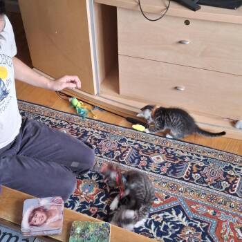 Allie (bonded with Ollie) -  Domestic Short Hair Cat for Adoption in Santa Rosa, California - Allie (bonded With Ollie) | PetCurious