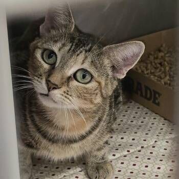 Bertha -  Domestic Short Hair Cat for Adoption in Orange, Virginia - Bertha | PetCurious