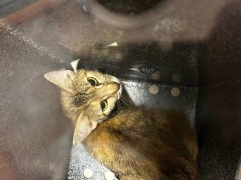 Domestic Short Hair Cats Available for Adoption in Morgantown, Kentucky - Abbott Cat 20 | PetCurious