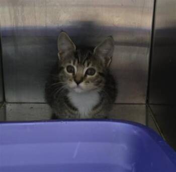 COOKIE -  Domestic Short Hair Cat Available for Adoption in Killeen, Texas - COOKIE | PetCurious