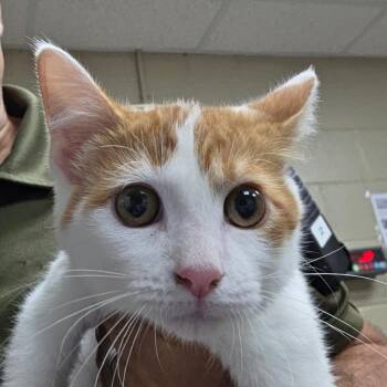 Snuggles -  Domestic Short Hair Cat for Adoption in Madisonville, Kentucky - Snuggles | PetCurious