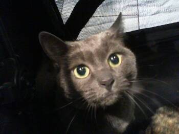 Domestic Short Hair Cats Available for Adoption in Charlotte, North Carolina - CELESTE | PetCurious