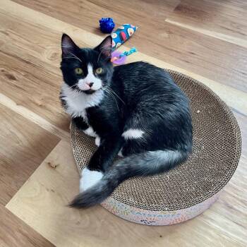 Dr. Simon Tam -  Domestic Short Hair Cat for Adoption in Overland Park, Kansas - Dr. Simon Tam | PetCurious