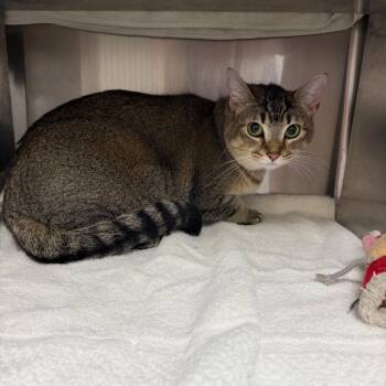 Domestic Short Hair Cats Available for Adoption in Buffalo, New York - GLENDA | PetCurious