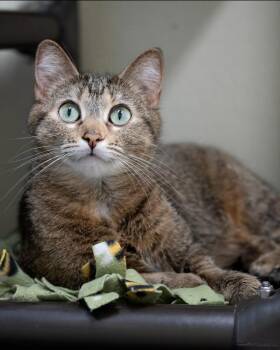 Domestic Short Hair Cats Available for Adoption in Boone, Iowa - Sadie | PetCurious