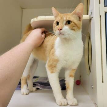 Wadsworth -  Domestic Short Hair Cat for Adoption in Columbia, Missouri - Wadsworth | PetCurious