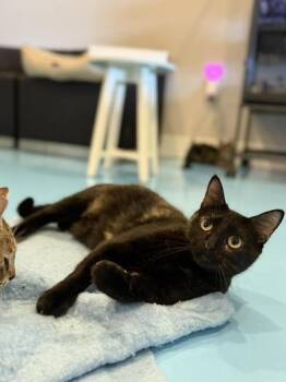 Rescue Tortoiseshell and Domestic Short Hair Cats for Adoption in Liverpool, Texas - Thumbelina | PetCurious