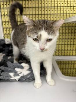 Domestic Short Hair Cats Available for Adoption in St. Cloud, Florida - Joelynn | PetCurious