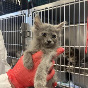 Aioli -  Domestic Medium Hair Cat for Adoption in Houston, Texas - Aioli | PetCurious