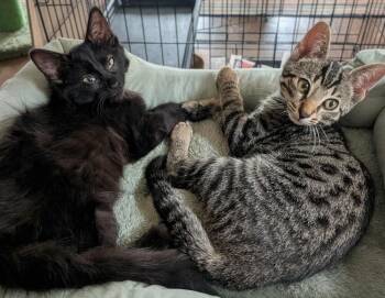 Murph -  Domestic Medium Hair Cat for Adoption in Chicago, Illinois - Murph | PetCurious